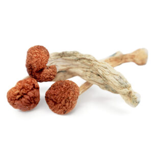 Buy Magic Mushrooms Online Ontario, where can I buy Magic mushrooms online in Toronto, where can I buy Magic mushrooms online in Ottawa, Buy shrooms Ontario