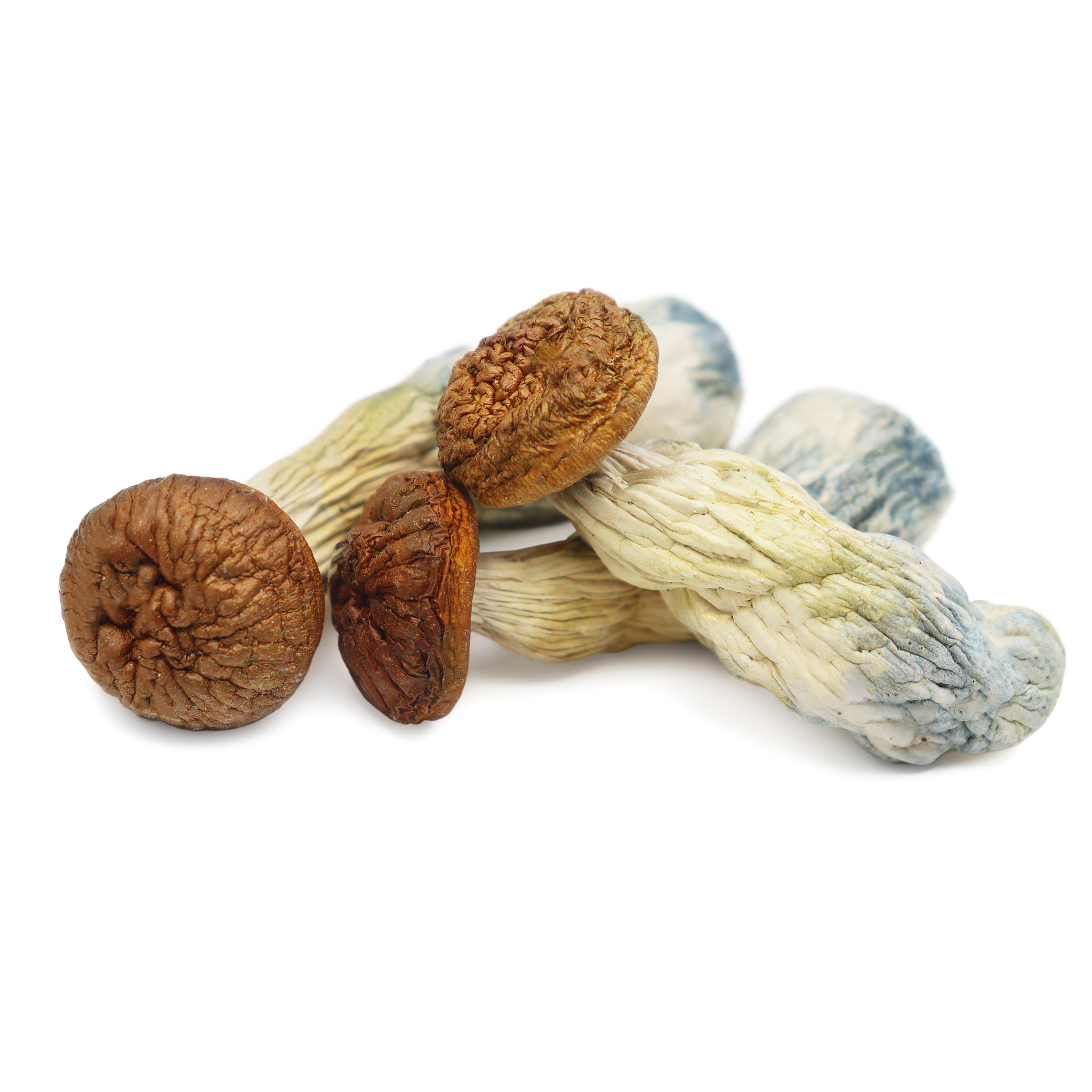 Buy Golden Teacher Mushrooms Online, best place to buy Golden Teacher spores, how to buy Golden Teacher online legally, buy Golden Teacher mushrooms near me