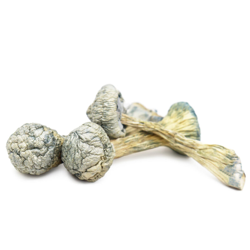 Buy Magic Mushrooms Online Saskatoon, where to buy psilocybin mushrooms online in Saskatoon, where to buy psilocybin mushrooms online Warman, buy psilocybin