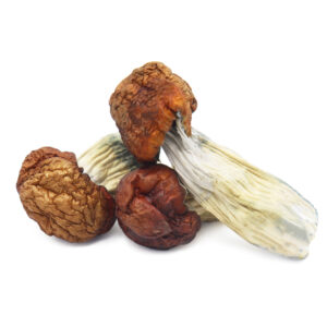 Buy Magic Mushrooms Vancouver, here to buy psilocybin mushrooms online in Vancouver, where to buy psilocybin mushrooms online Kitsilano, buy shrooms Gastown