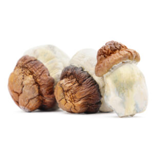 Buy Magic Mushrooms Online Calgary, where to buy Magic Mushrooms online in Airdrie, where to buy Magic Mushrooms online in Cochrane, Buy Mushrooms Near Me