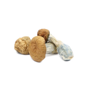 Buy Magic Mushrooms Online Quebec, where to buy magic mushrooms online Montreal, where to buy magic mushrooms online Quebec City, buy mushrooms Laval